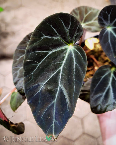 Begonia burkillii 'Dark Form'