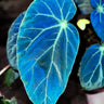 Begonia burkillii 'Dark Form'