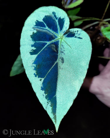 Begonia burkillii 'Silver Edge'