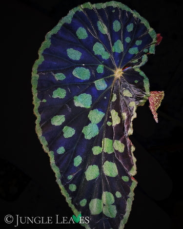 Begonia chlorosticta 'Dark Form' (Red / Black)