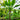 Typhonodorum lindleyanum