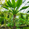 Typhonodorum lindleyanum