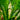 Typhonodorum lindleyanum Infloreszenz