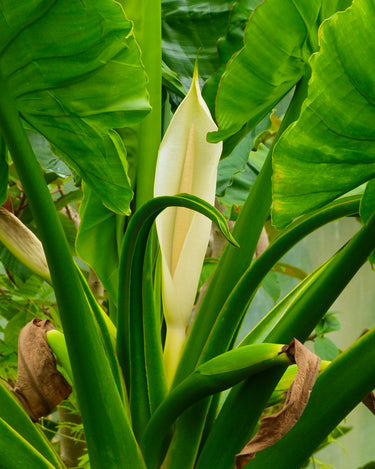 Typhonodorum lindleyanum Infloreszenz