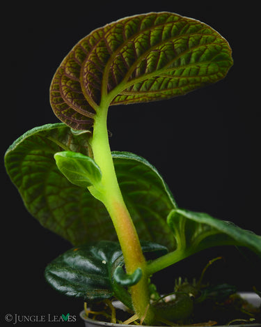 Acranthera sp. 'Kapuas Hulu'