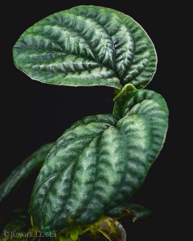 Acranthera sp. 'Kapuas Hulu'