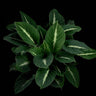 Adelonema pallidinervium