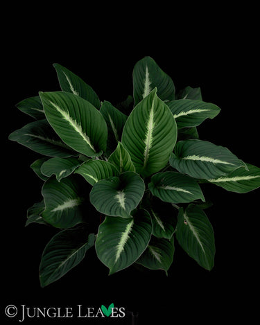 Adelonema pallidinervium