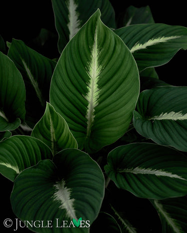 Adelonema pallidinervium