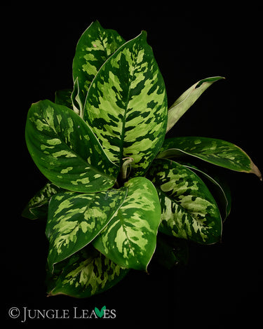 Adelonema wallisii