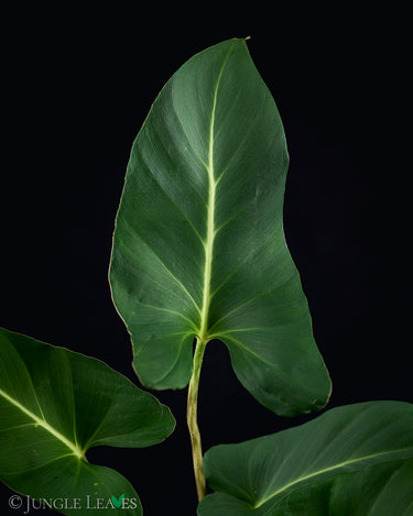 Adelonema crinipes