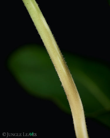 Adelonema crinipes