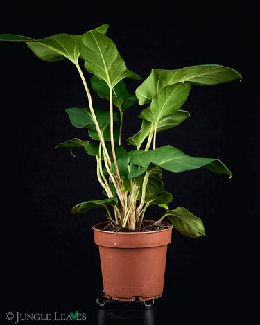 Adelonema crinipes