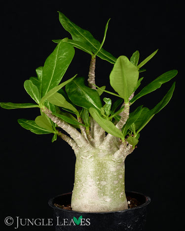 Adenium obesum