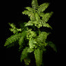 Adiantum hispidulum 'Bronze Venus'