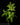 Adiantum hispidulum 'Bronze Venus'