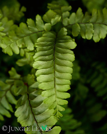 Adiantum hispidulum 'Bronze Venus'