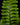 Adiantum hispidulum 'Bronze Venus'