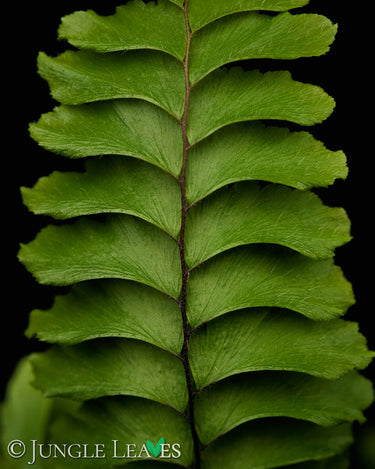 Adiantum hispidulum 'Bronze Venus'