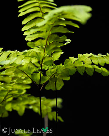 Adiantum hispidulum 'Bronze Venus'