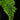 Adiantum raddianum