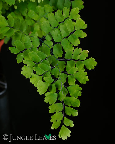 Adiantum raddianum