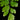 Adiantum raddianum