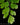 Adiantum raddianum