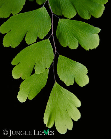 Adiantum raddianum