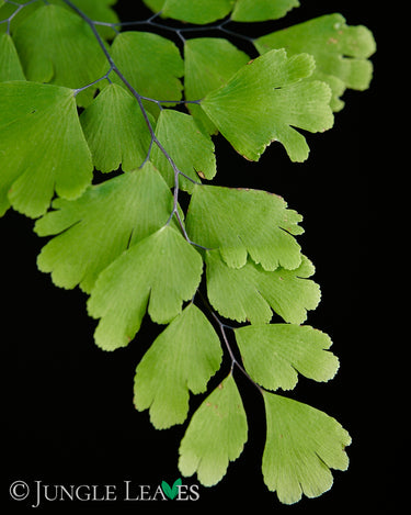 Adiantum raddianum