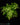 Adiantum raddianum 'Microphyllum'