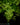 Adiantum raddianum 'Microphyllum'