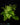 Adiantum raddianum 'Microphyllum'