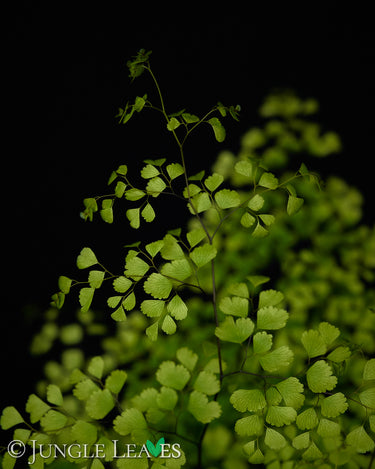 Adiantum raddianum 'Microphyllum'