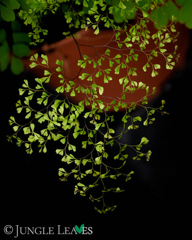 Adiantum raddianum 'Microphyllum'