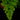 Adiantum raddianum 'Microphyllum'