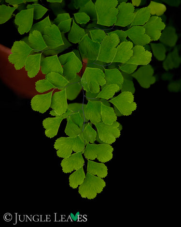 Adiantum raddianum 'Microphyllum'