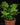 Adiantum raddianum 'Monocolor'