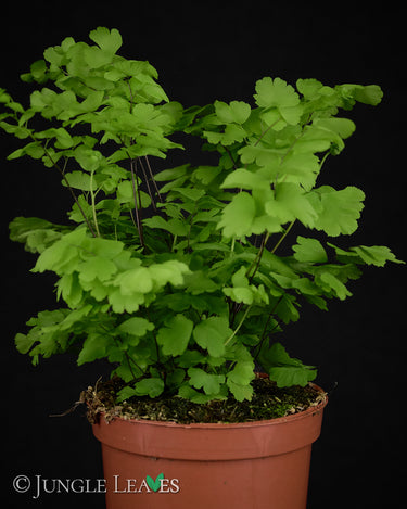 Adiantum raddianum 'Monocolor'