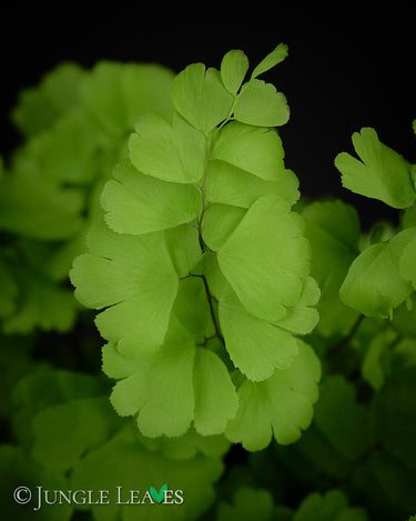 Adiantum raddianum 'Monocolor'