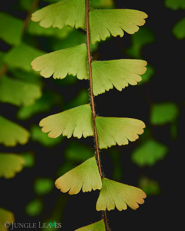 Adiantum caudatum