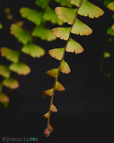 Adiantum caudatum