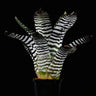 Aechmea chantinii 'Black'