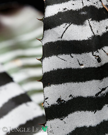 Aechmea chantinii 'Black'