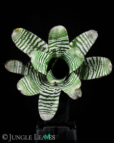 Aechmea chantinii 'Black'