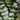 Aechmea chantinii 'Green'