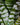 Aechmea chantinii 'Green'