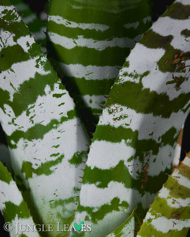 Aechmea chantinii 'Green'