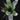 Aechmea chantinii 'Green'