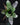 Aechmea chantinii 'Green'